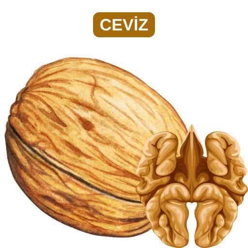 CEVİZ